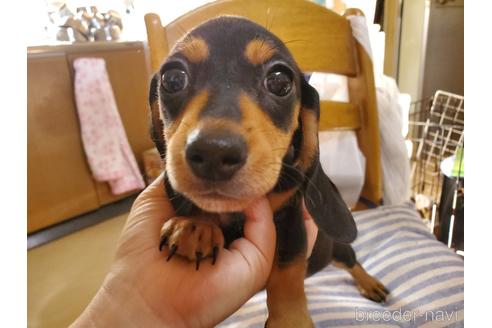 成約済の愛知県のミニチュアダックスフンド(スムースヘアード)-152017の1枚目