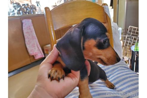 成約済の愛知県のミニチュアダックスフンド(スムースヘアード)-152017の9枚目