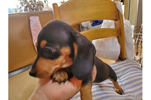 成約済の愛知県のミニチュアダックスフンド(スムースヘアード)-152017の10枚目