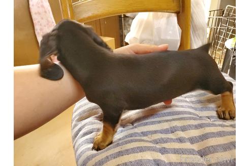 成約済の愛知県のミニチュアダックスフンド(スムースヘアード)-152017の8枚目