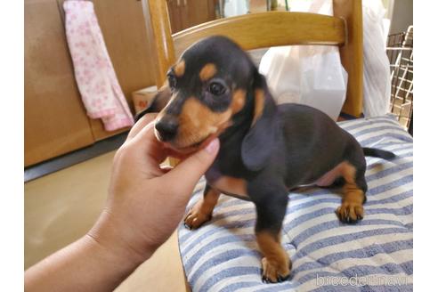 成約済の愛知県のミニチュアダックスフンド(スムースヘアード)-152017の6枚目