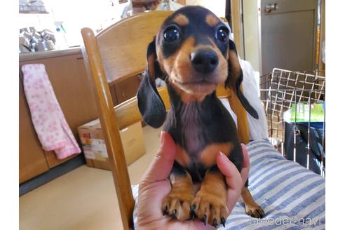 成約済の愛知県のミニチュアダックスフンド(スムースヘアード)-152017の5枚目