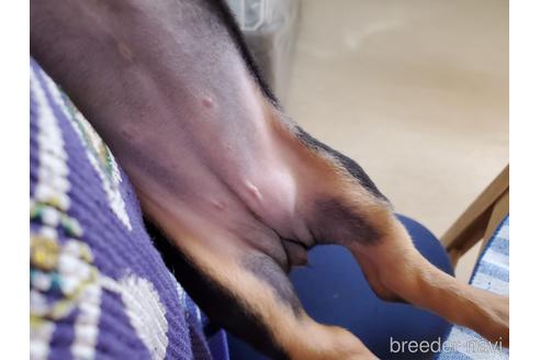 成約済の愛知県のミニチュアダックスフンド(スムースヘアード)-152017の3枚目