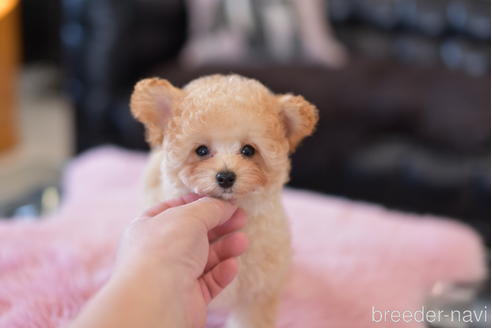 成約済の茨城県のタイニープードル-152757の1枚目