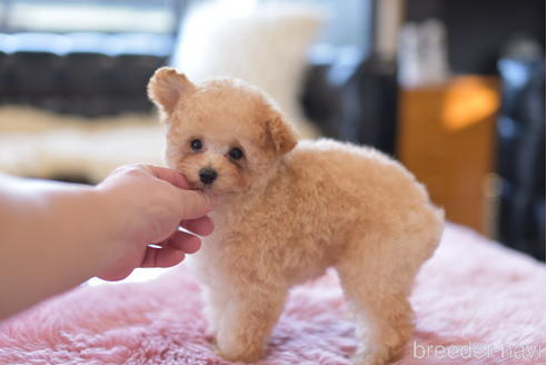 成約済の茨城県のタイニープードル-152757の5枚目