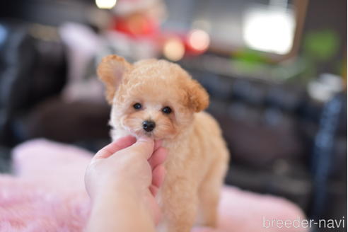 成約済の茨城県のタイニープードル-152757の4枚目