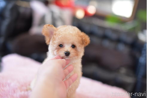 成約済の茨城県のタイニープードル-152757の3枚目