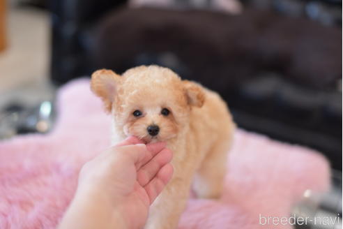 成約済の茨城県のタイニープードル-152757の2枚目