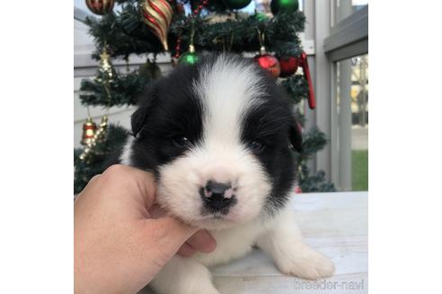 成約済の愛知県のボーダーコリー-157112の1枚目