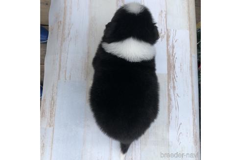 成約済の愛知県のボーダーコリー-157112の4枚目