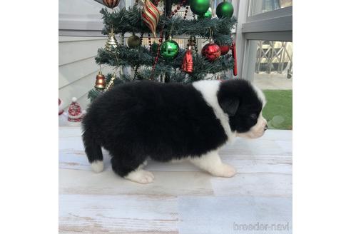 成約済の愛知県のボーダーコリー-157112の3枚目