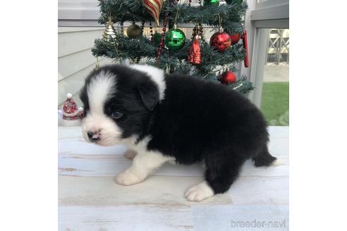 成約済の愛知県のボーダーコリー-157112の2枚目