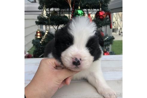 成約済の愛知県のボーダーコリー-157113の1枚目