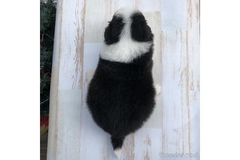 成約済の愛知県のボーダーコリー-157113の4枚目