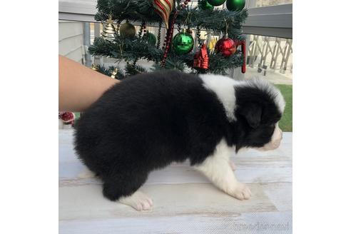 成約済の愛知県のボーダーコリー-157113の3枚目