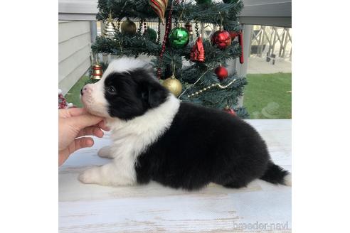 成約済の愛知県のボーダーコリー-157113の2枚目