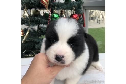 成約済の愛知県のボーダーコリー-157114の1枚目