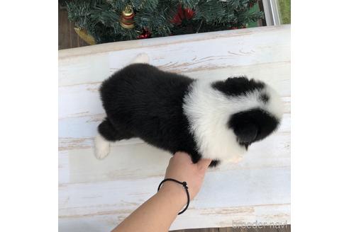 成約済の愛知県のボーダーコリー-157114の4枚目