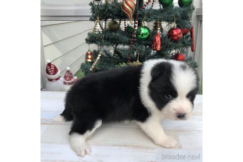 成約済の愛知県のボーダーコリー-157114の3枚目