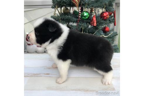 成約済の愛知県のボーダーコリー-157114の2枚目