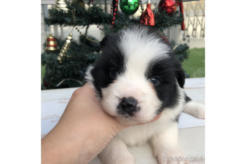 成約済の愛知県のボーダーコリー-157115の1枚目