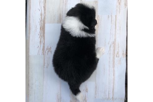 成約済の愛知県のボーダーコリー-157115の4枚目