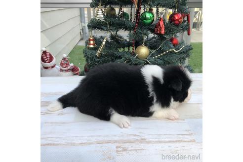 成約済の愛知県のボーダーコリー-157115の3枚目