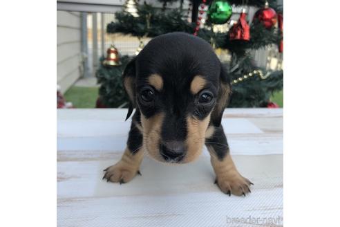 成約済の愛知県のミニチュアダックスフンド(スムースヘアード)-157116