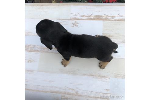 成約済の愛知県のミニチュアダックスフンド(スムースヘアード)-157116の4枚目