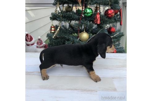 成約済の愛知県のミニチュアダックスフンド(スムースヘアード)-157116の3枚目