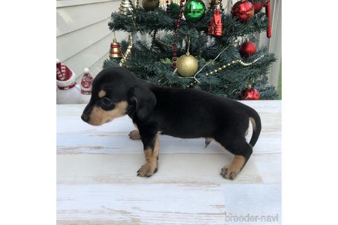 成約済の愛知県のミニチュアダックスフンド(スムースヘアード)-157116の2枚目