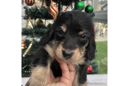 成約済の愛知県のミニチュアダックスフンド(ロングヘアード)-157117