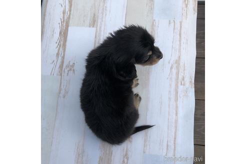 成約済の愛知県のミニチュアダックスフンド(ロングヘアード)-157117の4枚目