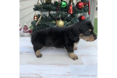 成約済の愛知県のミニチュアダックスフンド(ロングヘアード)-157117の3枚目