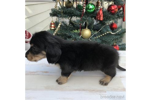 成約済の愛知県のミニチュアダックスフンド(ロングヘアード)-157117の2枚目