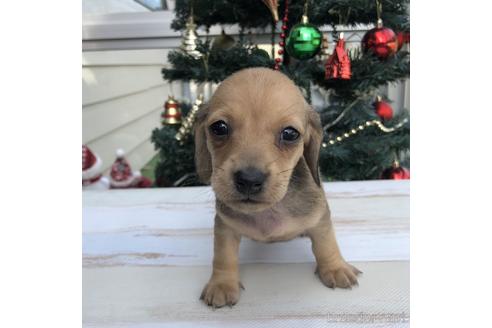 成約済の愛知県のミニチュアダックスフンド(スムースヘアード)-157118