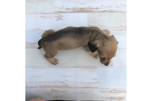 成約済の愛知県のミニチュアダックスフンド(スムースヘアード)-157118の4枚目