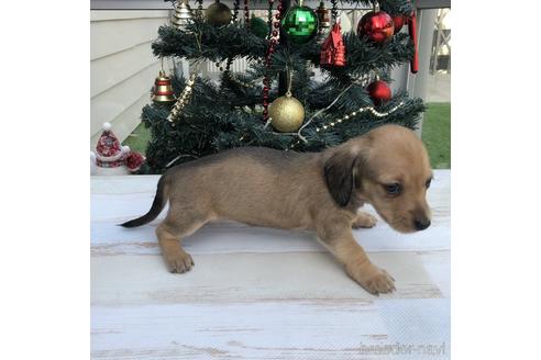 成約済の愛知県のミニチュアダックスフンド(スムースヘアード)-157118の3枚目