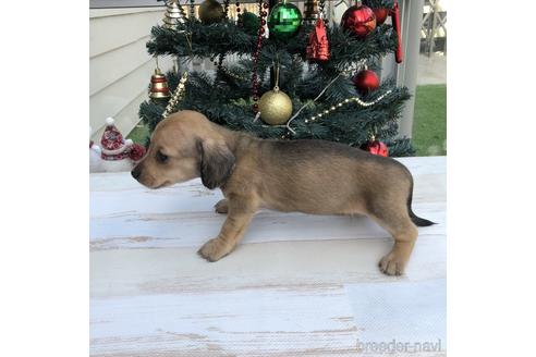 成約済の愛知県のミニチュアダックスフンド(スムースヘアード)-157118の2枚目