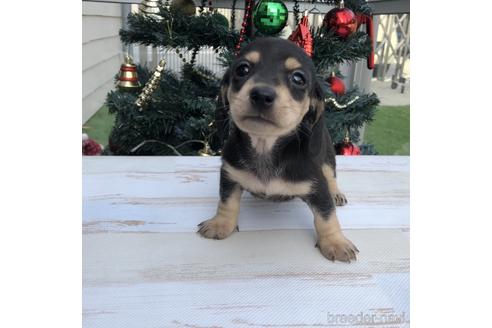 成約済の愛知県のミニチュアダックスフンド(スムースヘアード)-157119