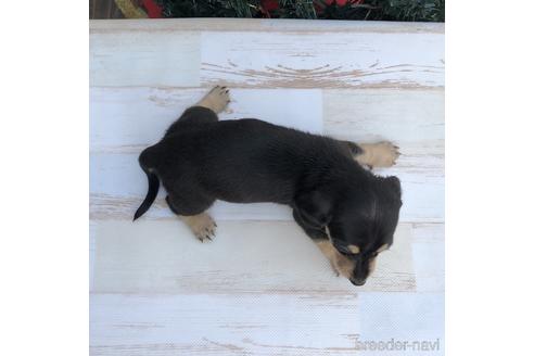 成約済の愛知県のミニチュアダックスフンド(スムースヘアード)-157119の4枚目