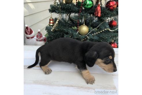 成約済の愛知県のミニチュアダックスフンド(スムースヘアード)-157119の3枚目