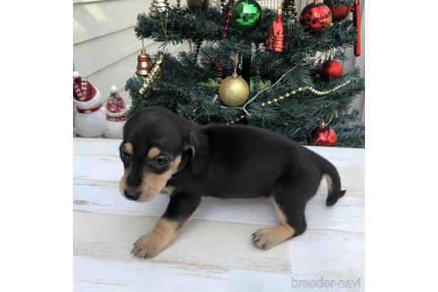 成約済の愛知県のミニチュアダックスフンド(スムースヘアード)-157119の2枚目