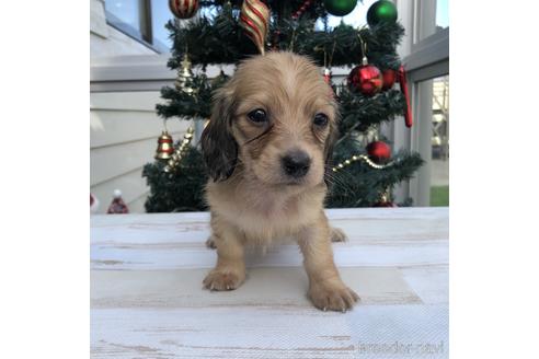 成約済の愛知県のミニチュアダックスフンド(ロングヘアード)-157120の1枚目