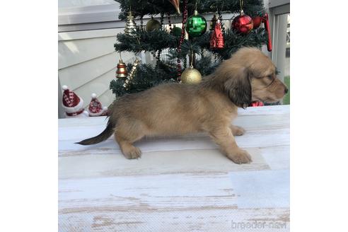 成約済の愛知県のミニチュアダックスフンド(ロングヘアード)-157120の3枚目