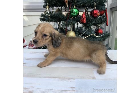 成約済の愛知県のミニチュアダックスフンド(ロングヘアード)-157120の2枚目