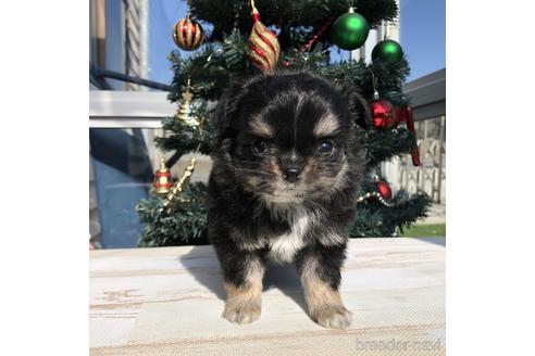 成約済の愛知県のチワワ(ロングコート)-157121の1枚目