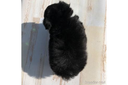 成約済の愛知県のチワワ(ロングコート)-157121の4枚目