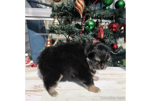 成約済の愛知県のチワワ(ロングコート)-157121の3枚目