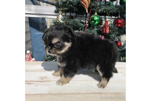 成約済の愛知県のチワワ(ロングコート)-157121の2枚目